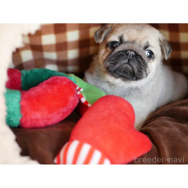 販売中の鹿児島県のパグ-423895の3枚目