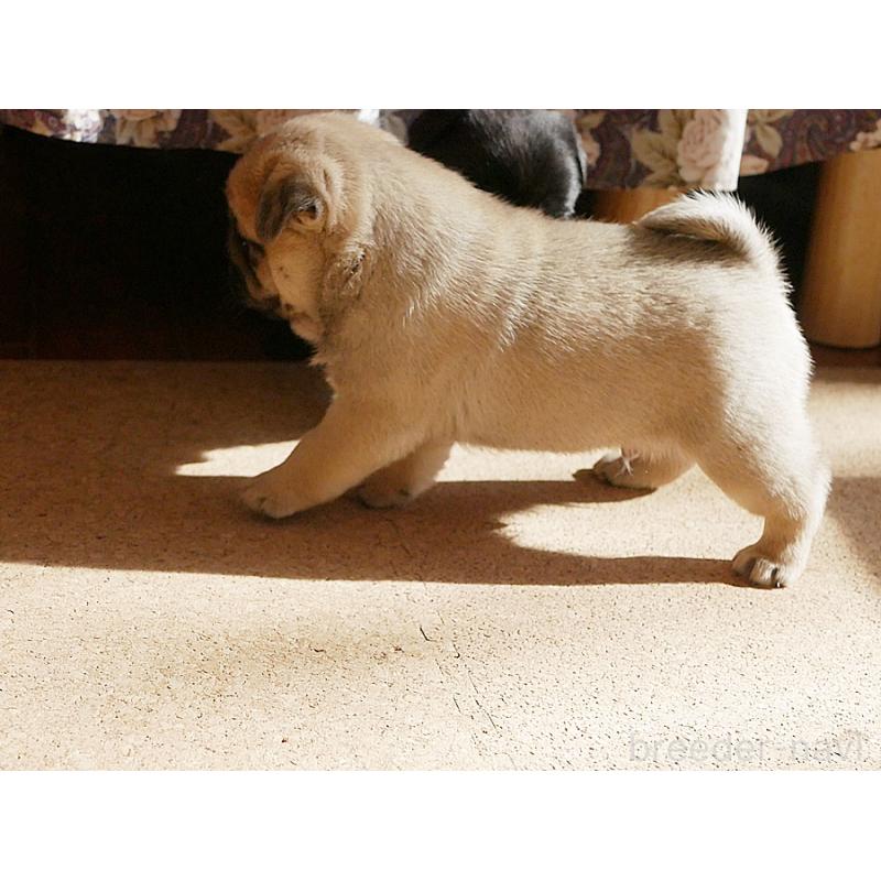 販売中の鹿児島県のパグ-423895の2枚目