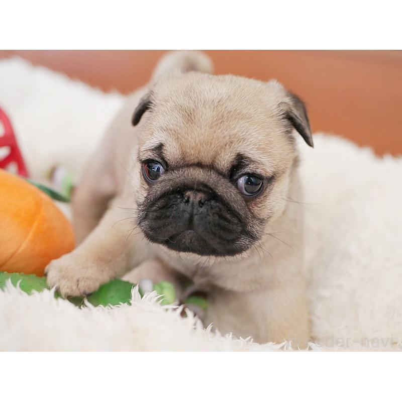 販売中の鹿児島県のパグ-423894の5枚目