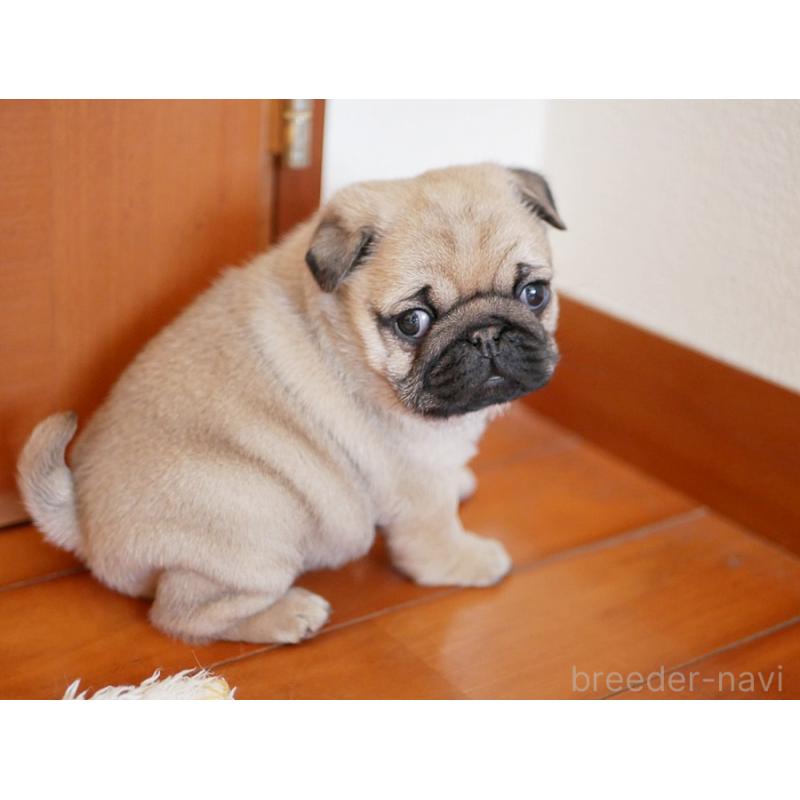 販売中の鹿児島県のパグ-423894の4枚目