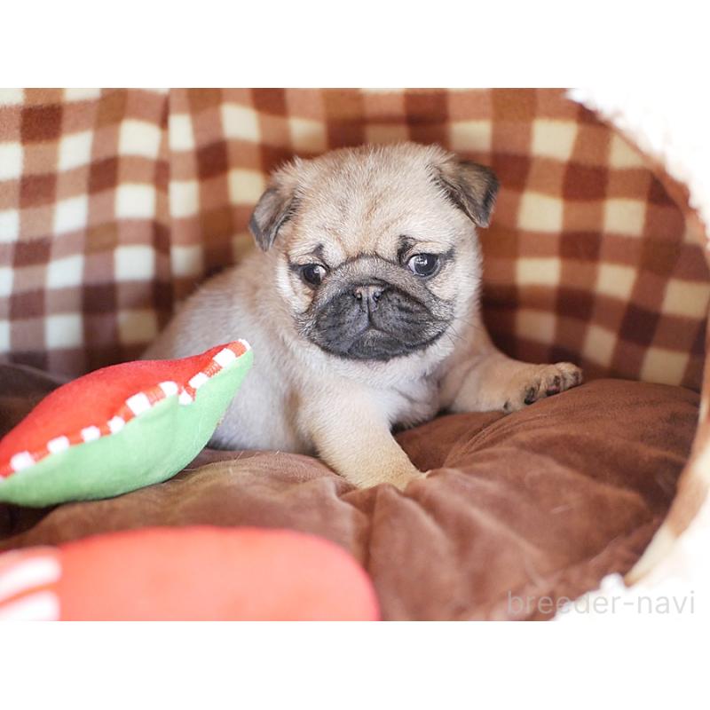 販売中の鹿児島県のパグ-423894の3枚目