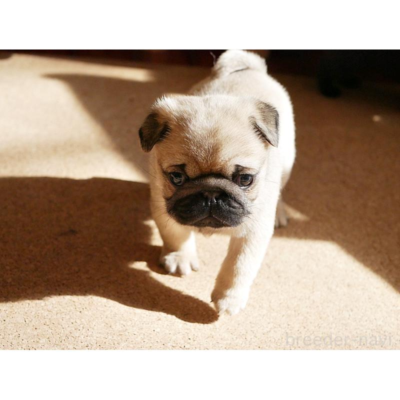 販売中の鹿児島県のパグ-423894の2枚目