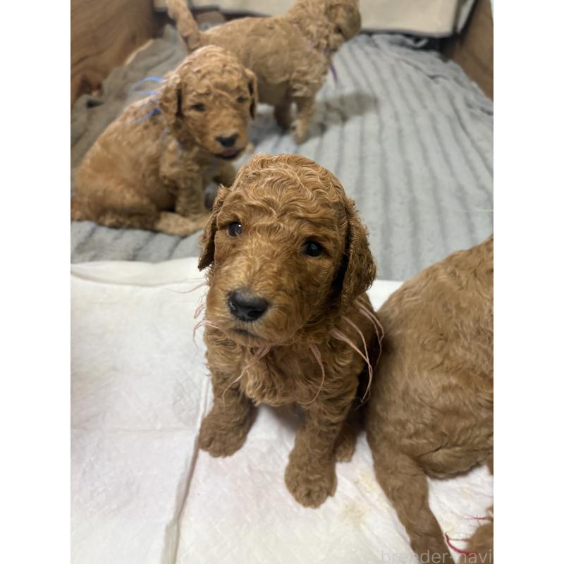 販売中の茨城県のスタンダードプードル-426750