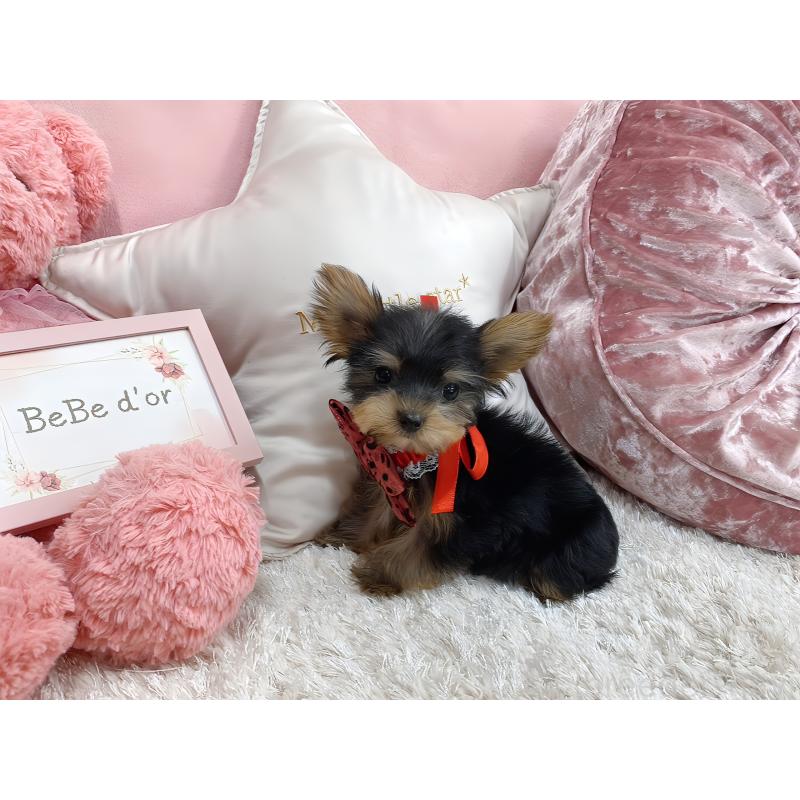 販売中の大阪府のヨークシャーテリア-431629の5枚目