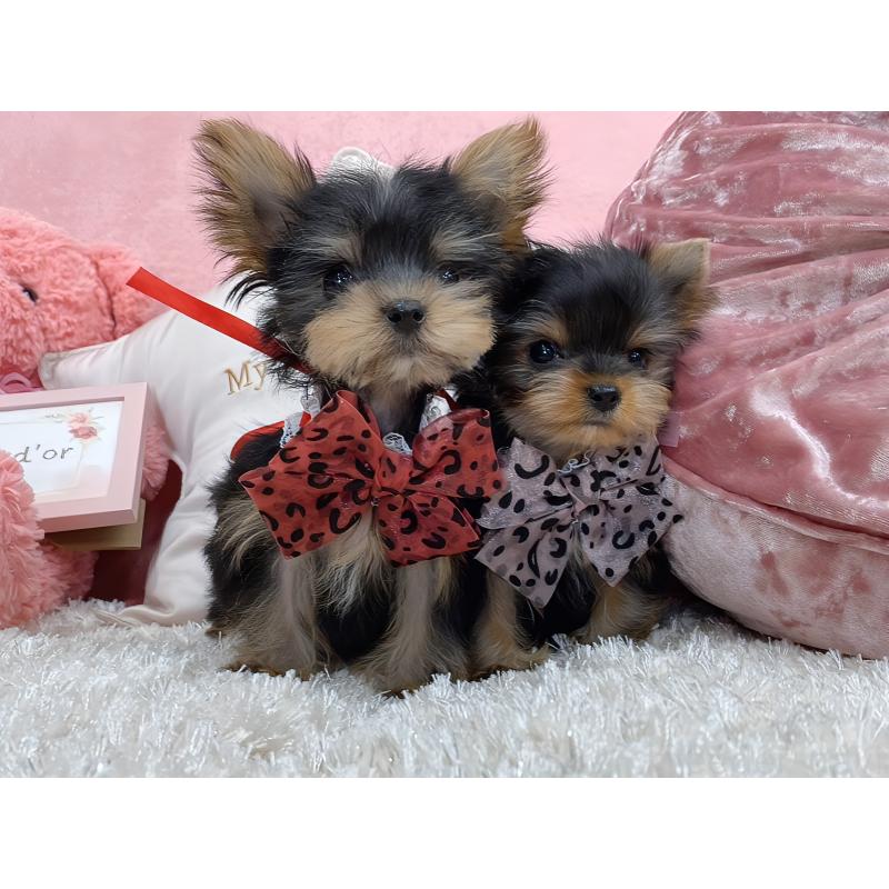 販売中の大阪府のヨークシャーテリア-431629の4枚目