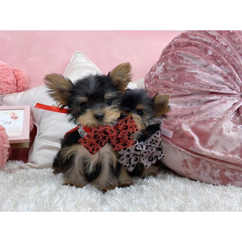 販売中の大阪府のヨークシャーテリア-431629の3枚目