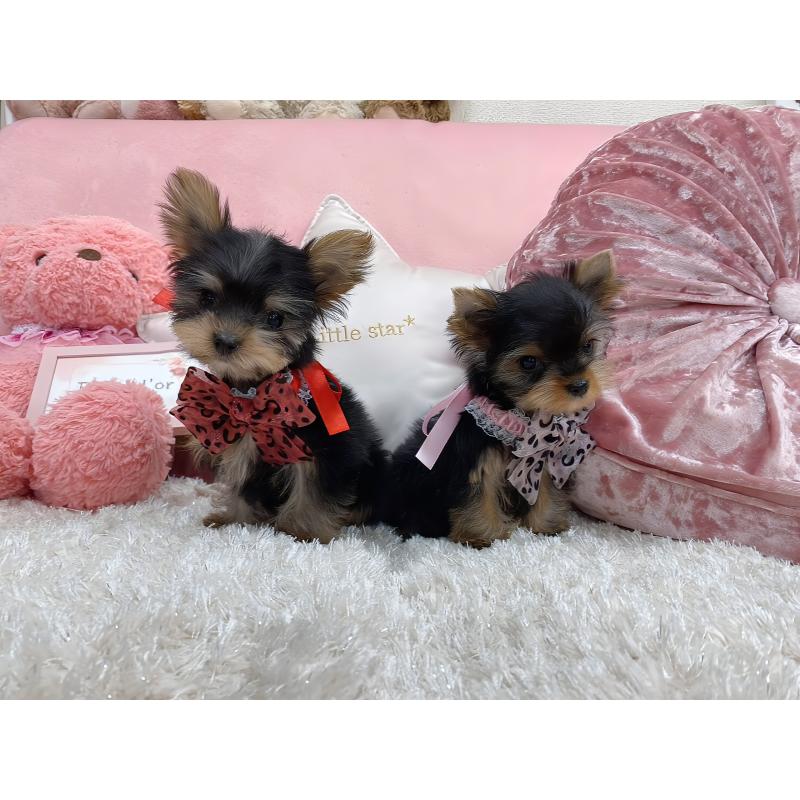 販売中の大阪府のヨークシャーテリア-431629の2枚目