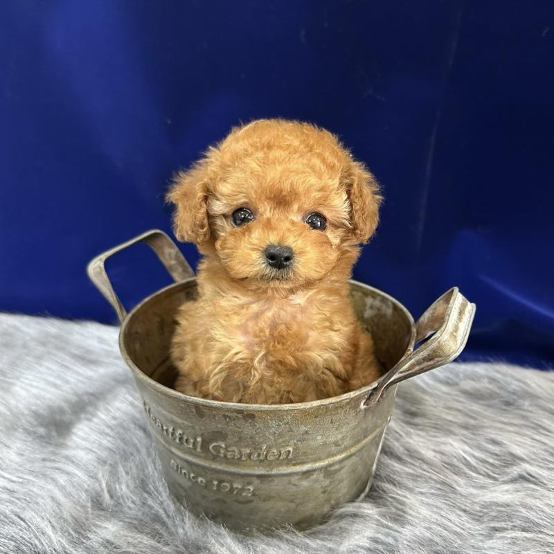 販売中の広島県のティーカッププードル-431878の4枚目
