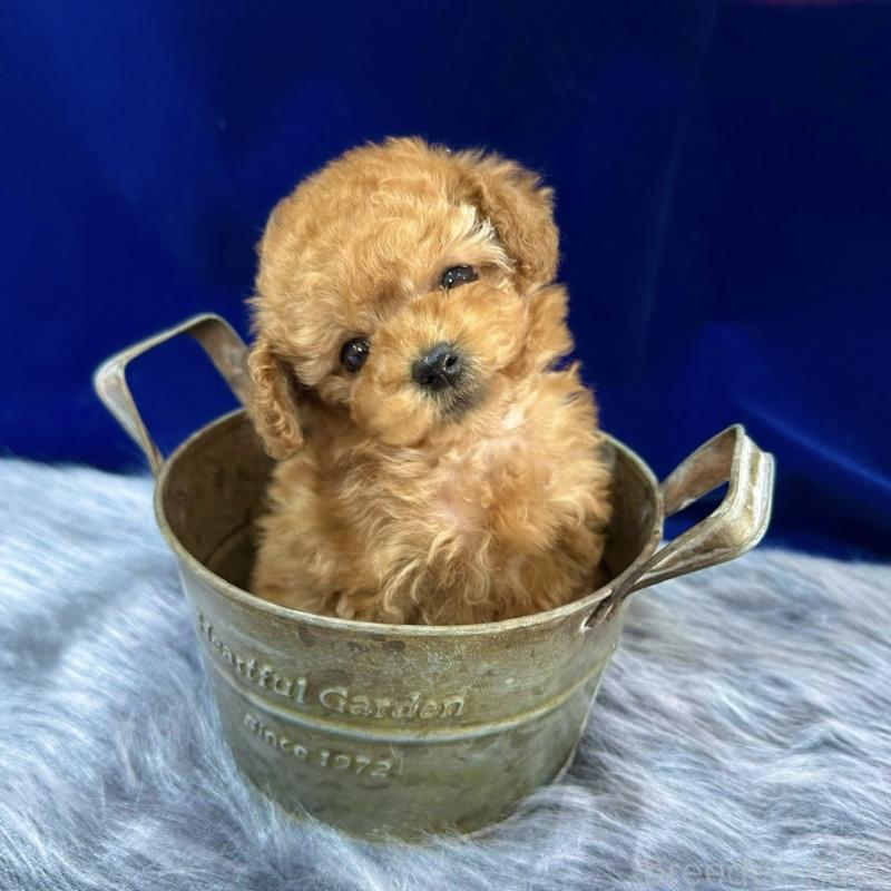 販売中の広島県のティーカッププードル-431878の2枚目