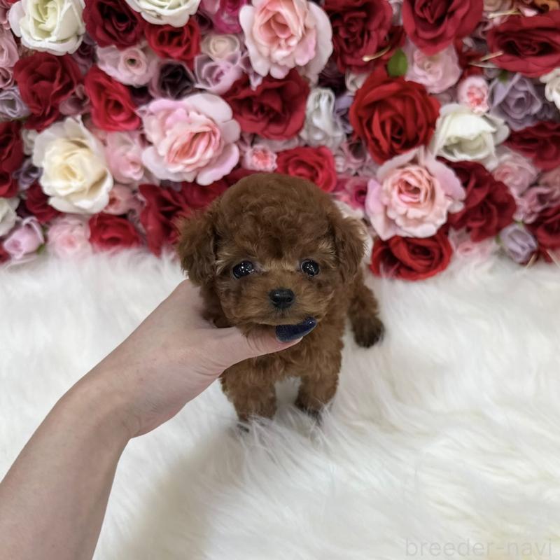 販売中の広島県のティーカッププードル-431876の4枚目