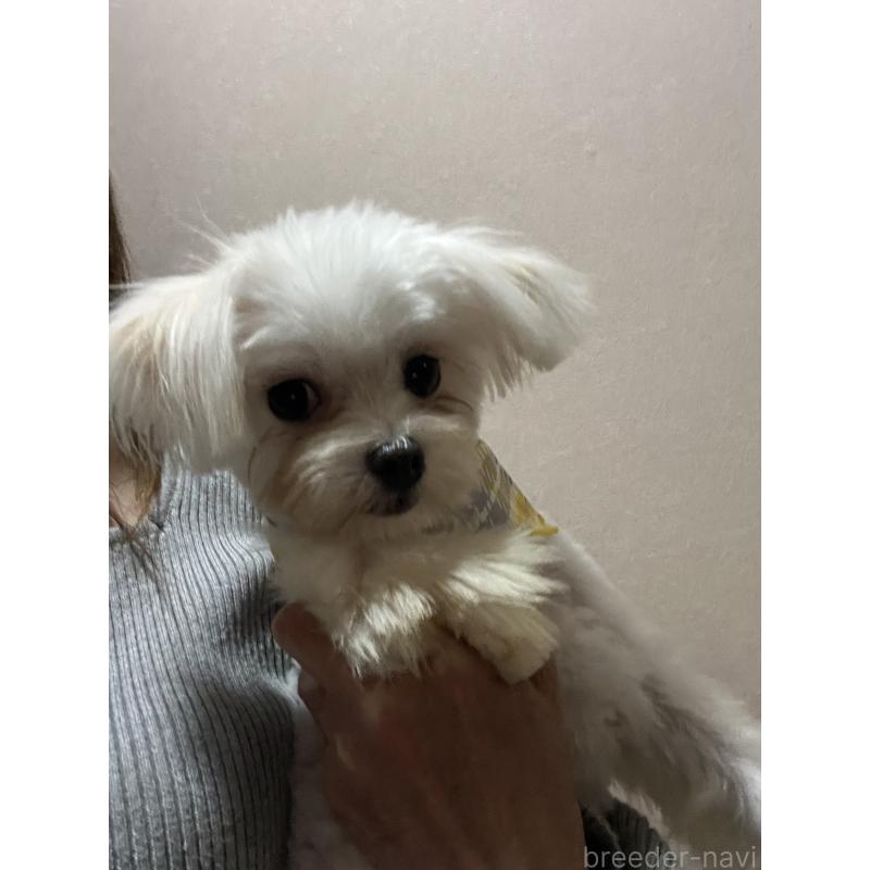 販売中の埼玉県のミックス犬-403681の3枚目