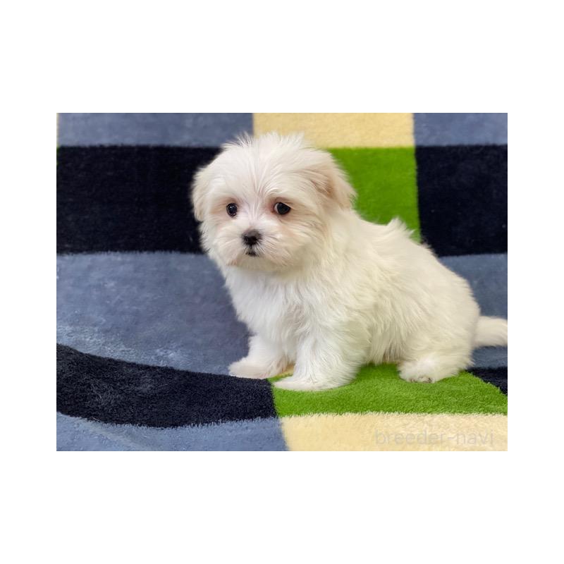 販売中の長野県のマルチーズ-431620の5枚目