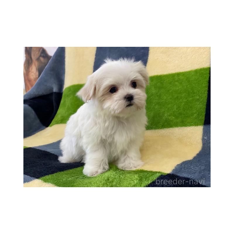 販売中の長野県のマルチーズ-431620の4枚目