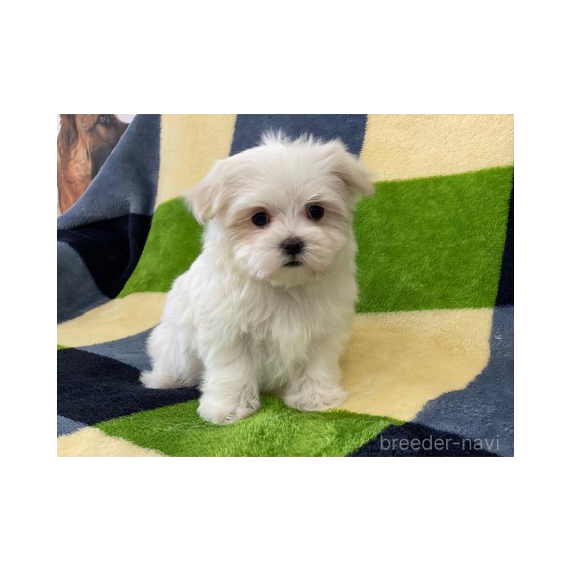 販売中の長野県のマルチーズ-431620の3枚目