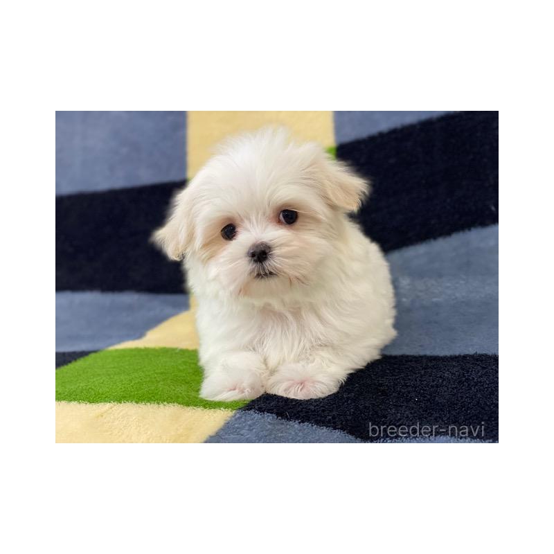 販売中の長野県のマルチーズ-431620の1枚目