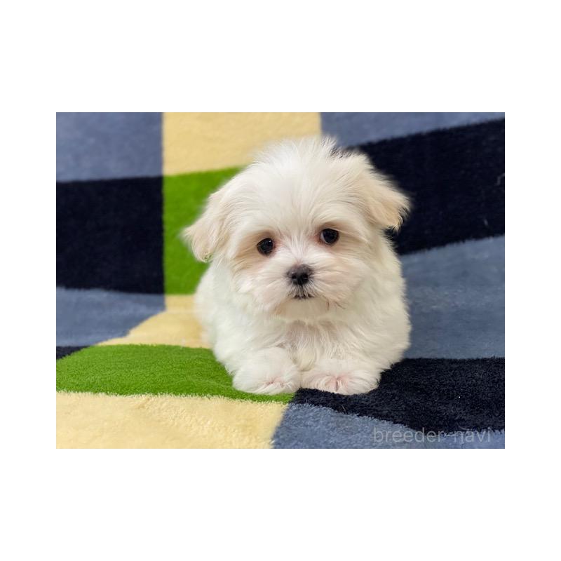 販売中の長野県のマルチーズ-431620の2枚目