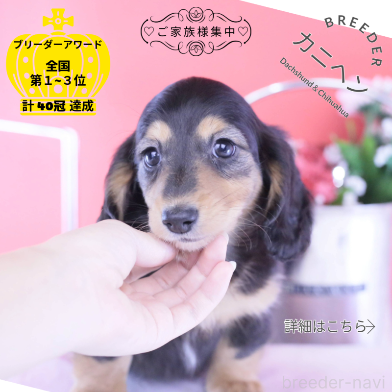 販売中ののカニンヘンダックスフンド(ロングヘアード)-426212