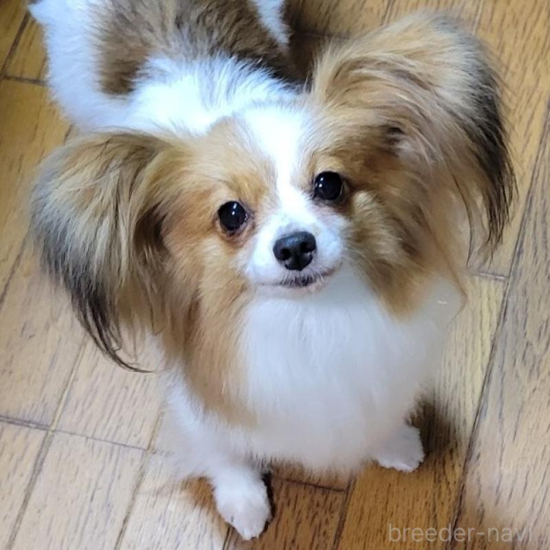 販売中の埼玉県のパピヨン-431618の1枚目