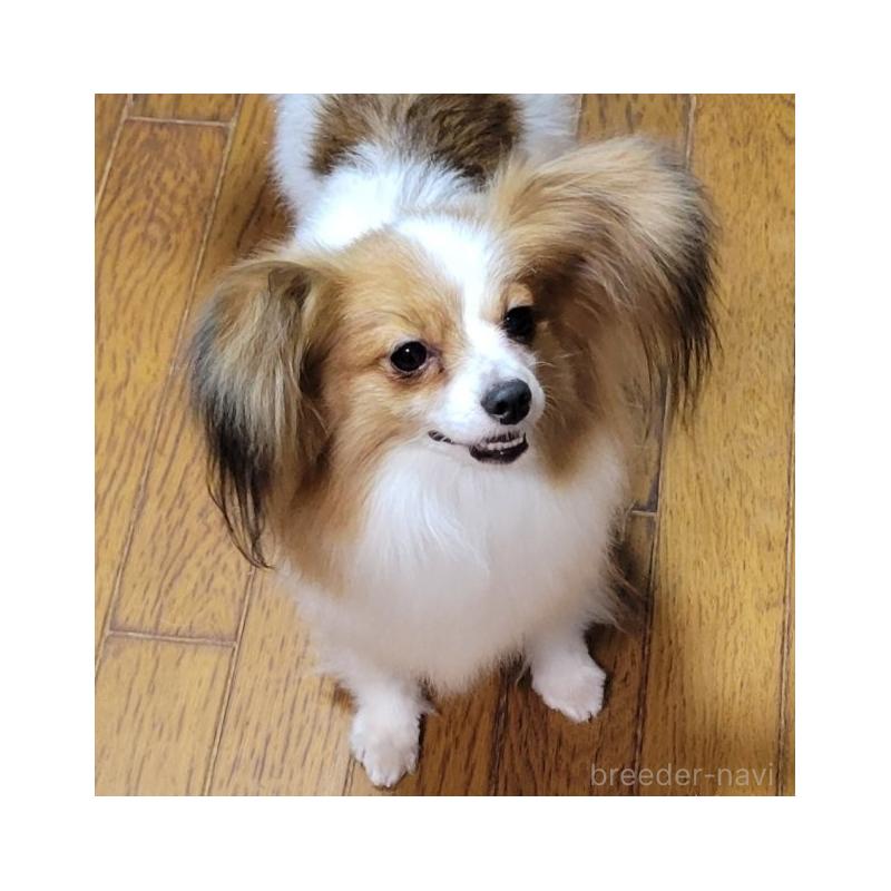 販売中の埼玉県のパピヨン-431618の2枚目