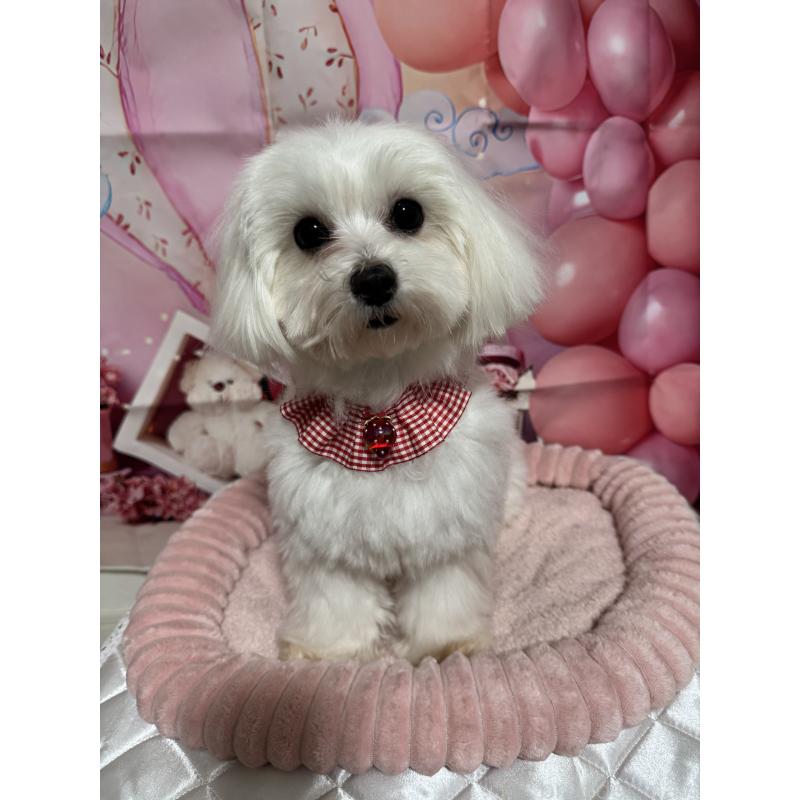 販売中の埼玉県のマルチーズ-431623の5枚目