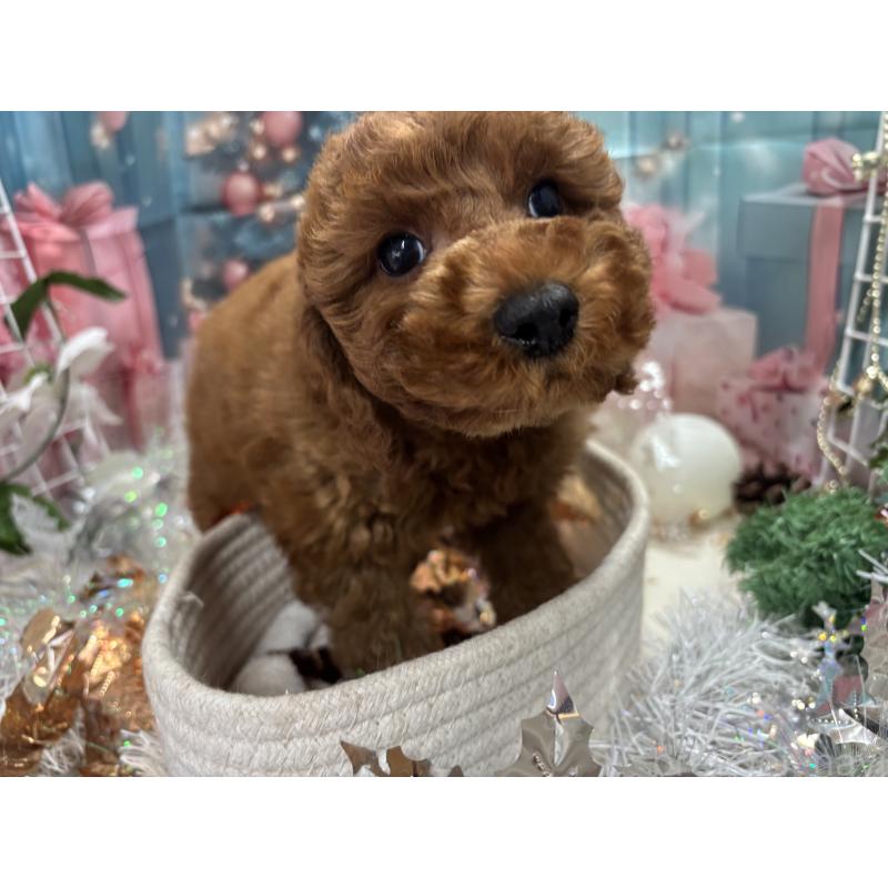 販売中の栃木県のトイプードル-423585