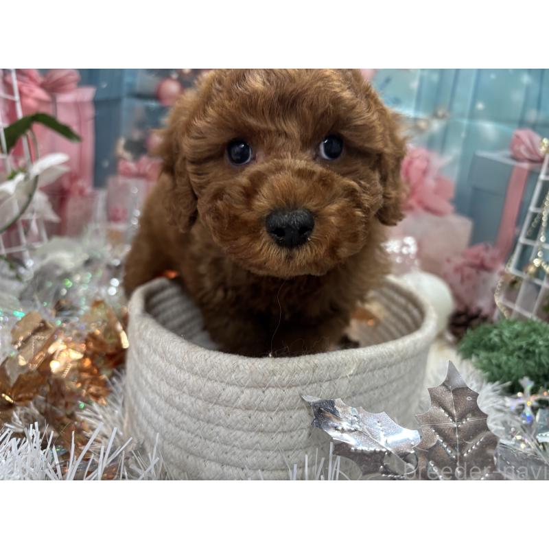 販売中の栃木県のトイプードル-423585の6枚目