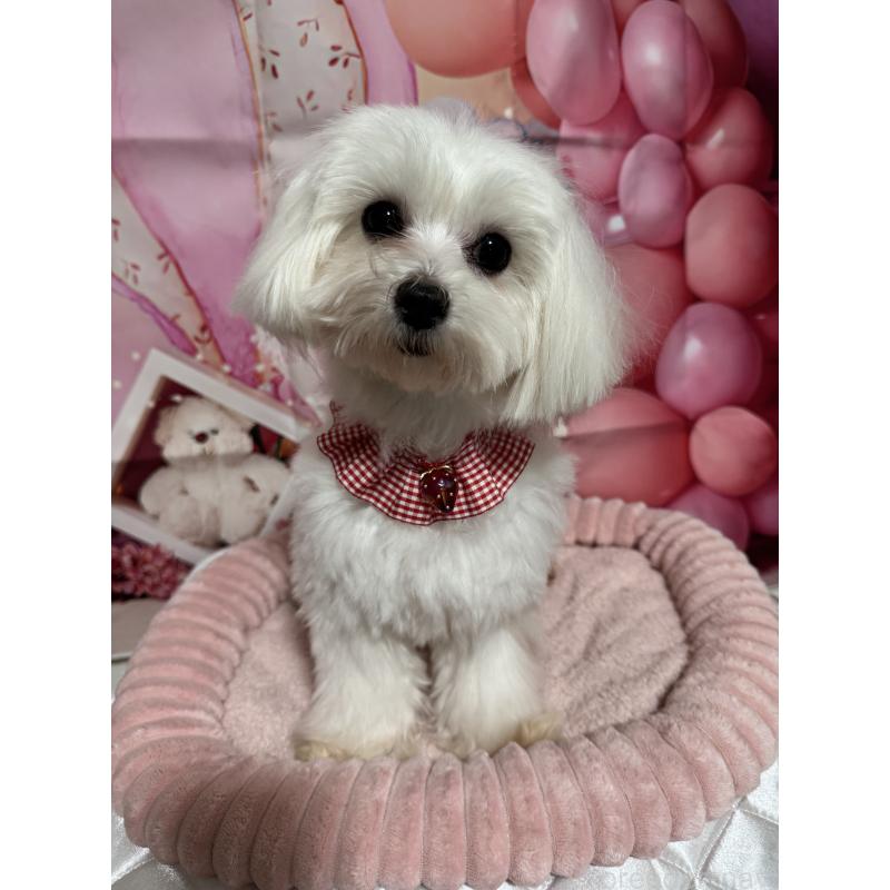 販売中の埼玉県のマルチーズ-431623の1枚目