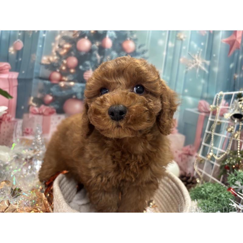 販売中の栃木県のトイプードル-423585の5枚目