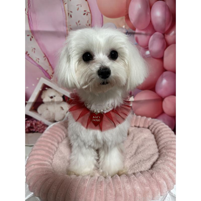 販売中の埼玉県のマルチーズ-431623の3枚目