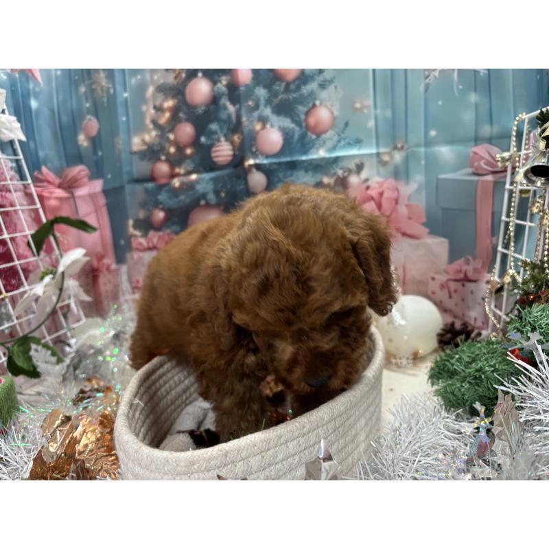 販売中の栃木県のトイプードル-423585の4枚目