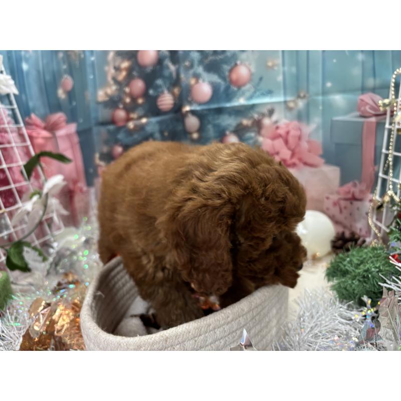 販売中の栃木県のトイプードル-423585の3枚目