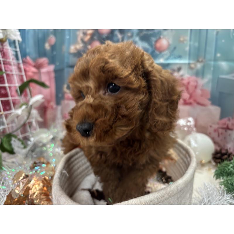 販売中の栃木県のトイプードル-423585の2枚目