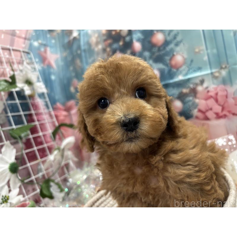 販売中ののトイプードル-423583