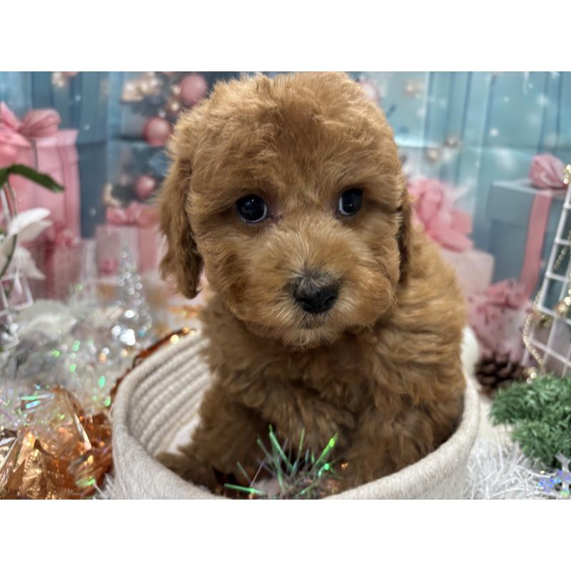 販売中の栃木県のトイプードル-423583の7枚目