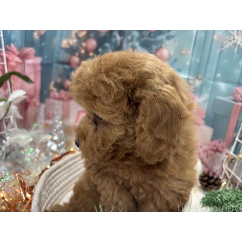 販売中の栃木県のトイプードル-423583の6枚目