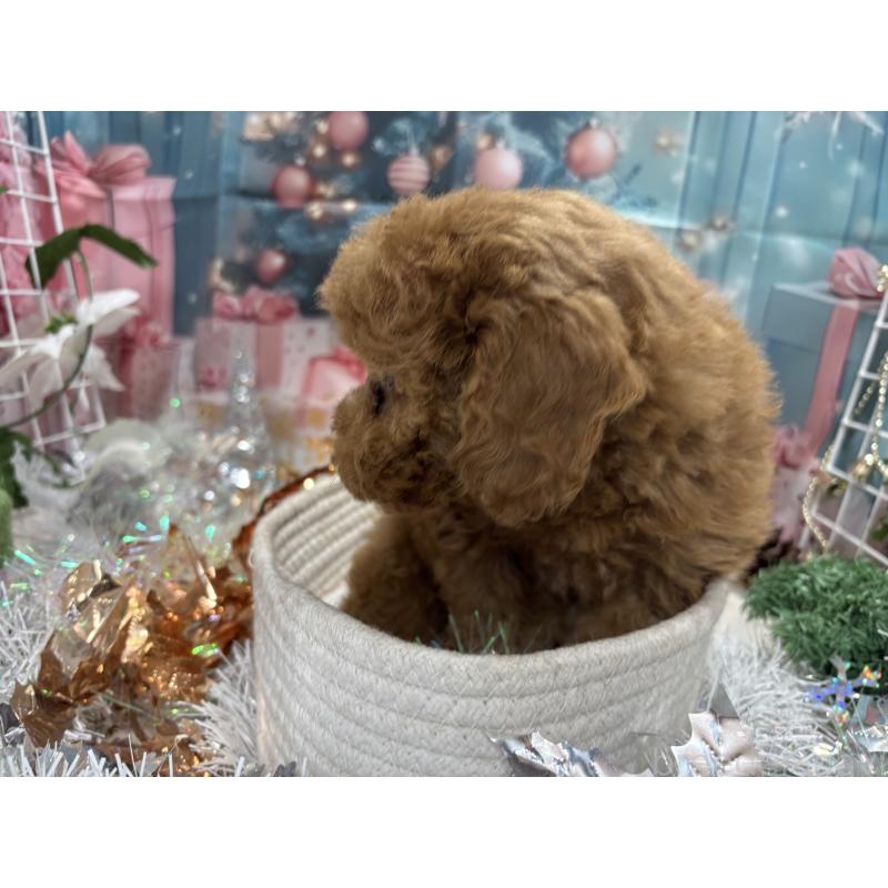 販売中の栃木県のトイプードル-423583の5枚目