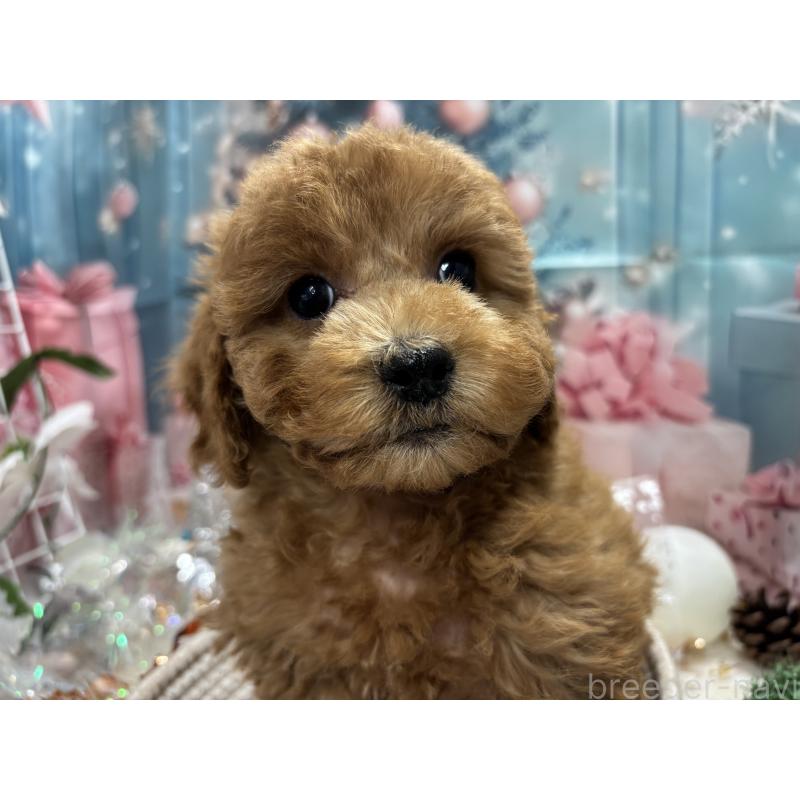 販売中の栃木県のトイプードル-423583の4枚目