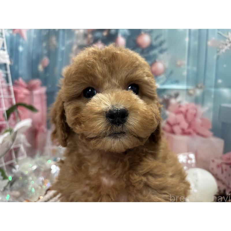 販売中の栃木県のトイプードル-423583の3枚目