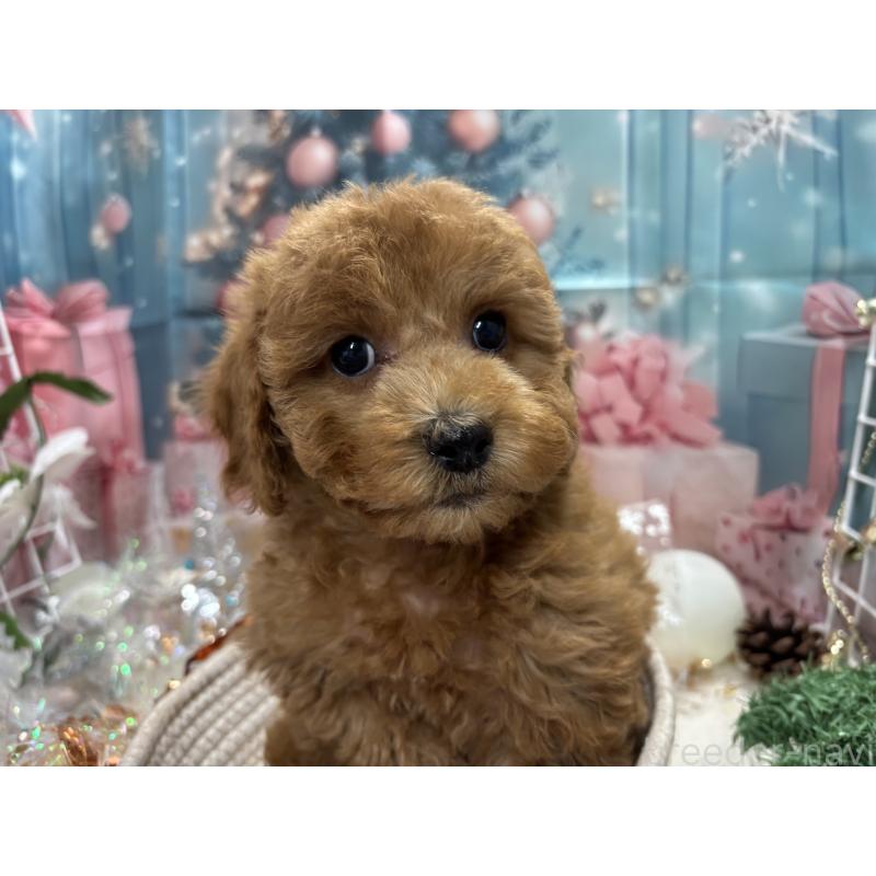 販売中の栃木県のトイプードル-423583の2枚目