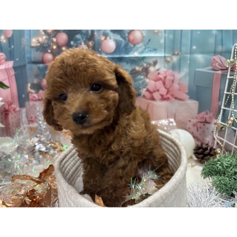 販売中の栃木県のトイプードル-423584の1枚目