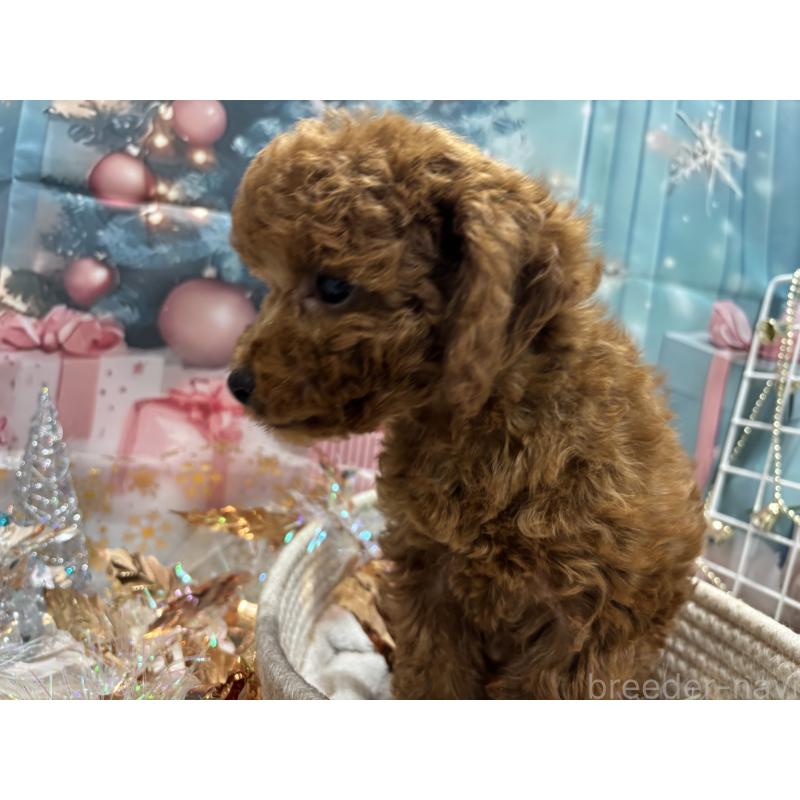 販売中の栃木県のトイプードル-423584の4枚目