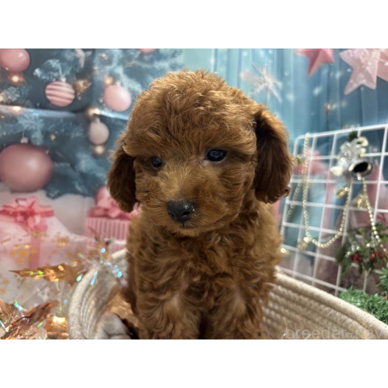 販売中の栃木県のトイプードル-423584の3枚目