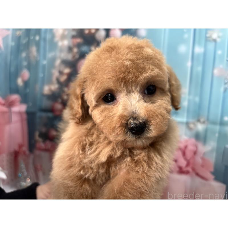 販売中の栃木県のトイプードル-424869