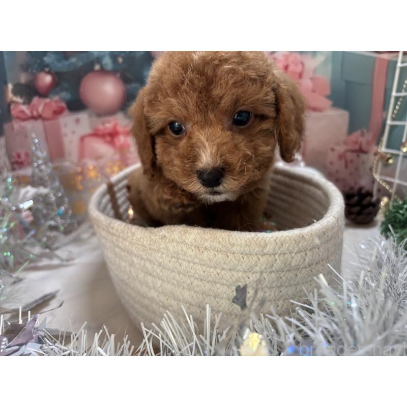 販売中の栃木県のトイプードル-424872