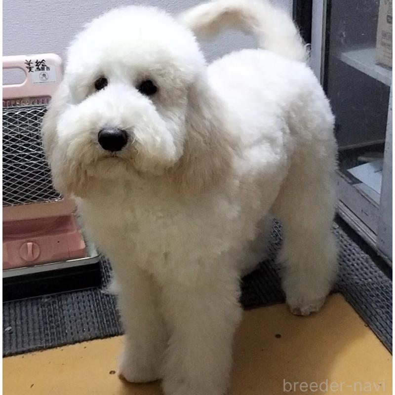 成約済の岐阜県のミディアムプードル-400151の2枚目