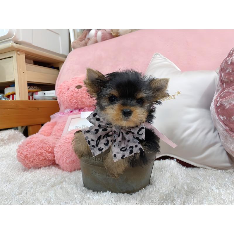 販売中の大阪府のヨークシャーテリア-431633の4枚目