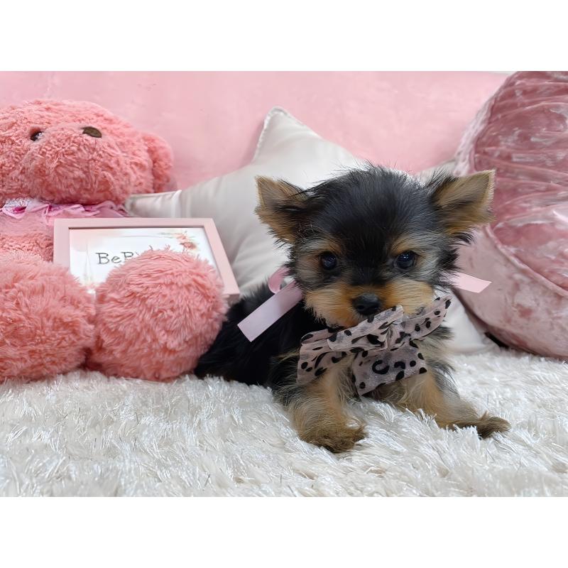 販売中の大阪府のヨークシャーテリア-431633の3枚目