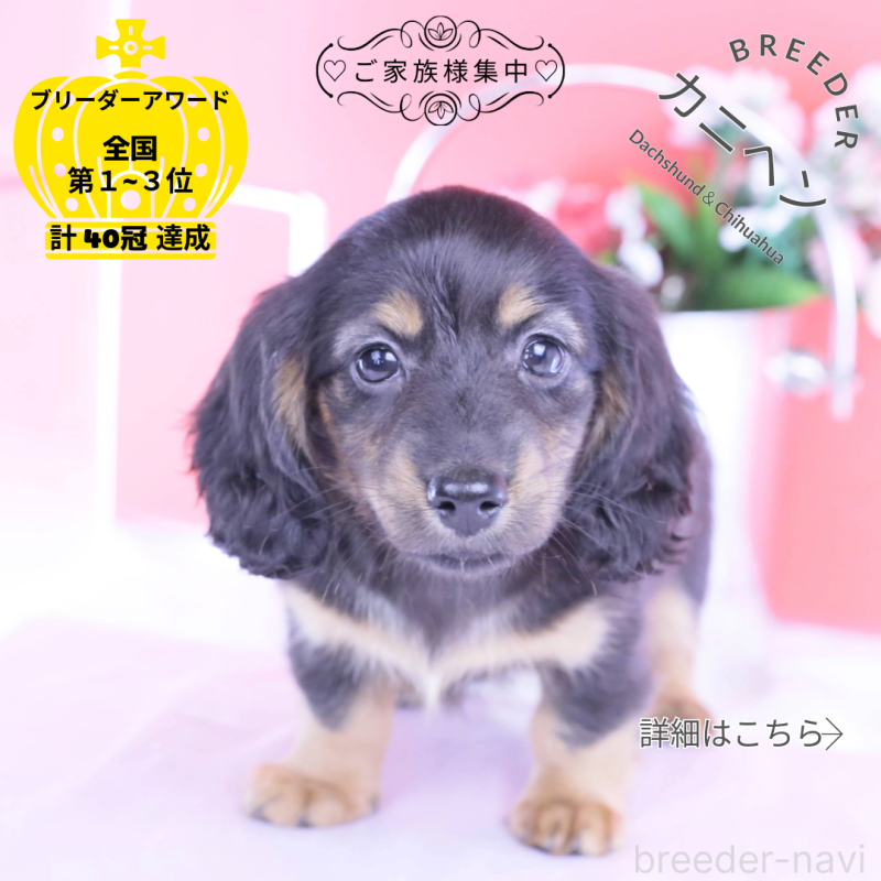 販売中の愛知県のカニンヘンダックスフンド(ロングヘアード)-422277の1枚目