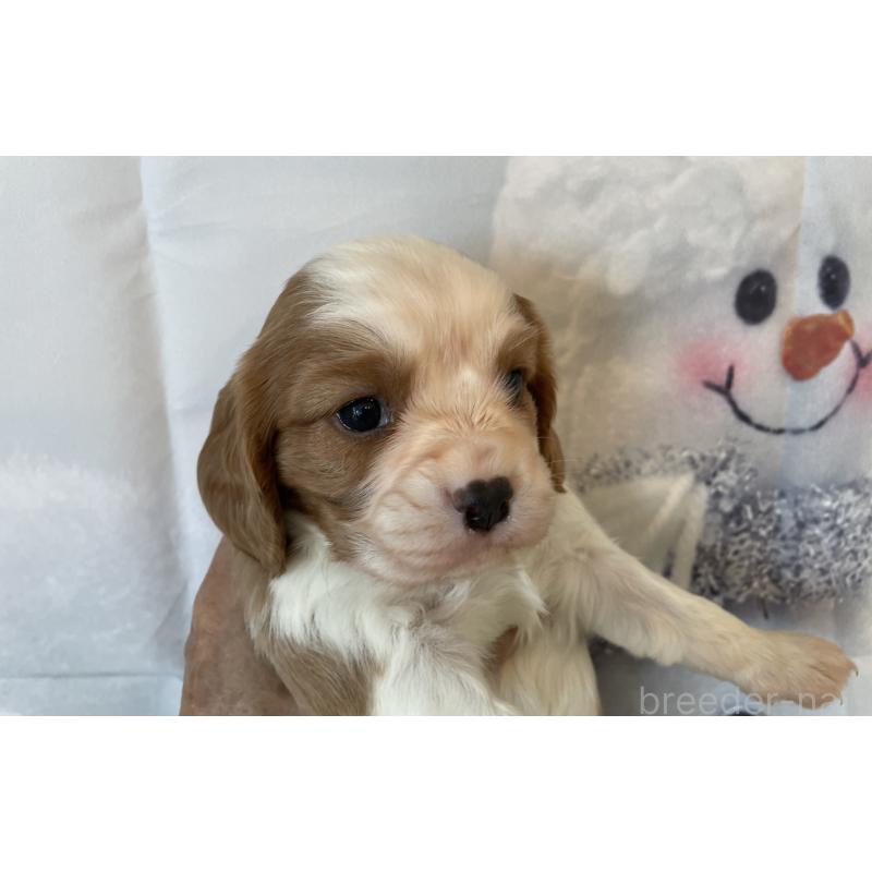 販売中の北海道のキャバリアキングチャールズスパニエル-431634の6枚目