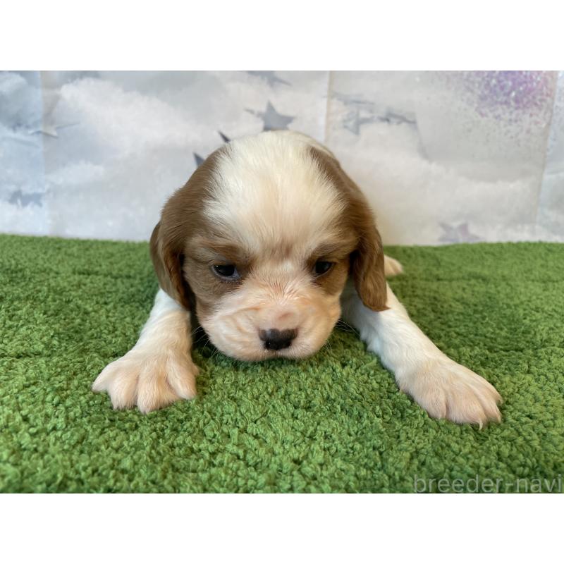 販売中の北海道のキャバリアキングチャールズスパニエル-431634の3枚目